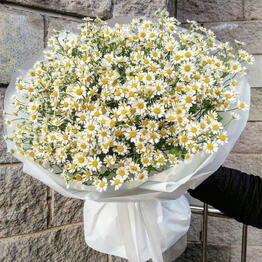 TA Flowers 24