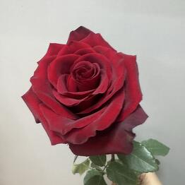 HAPPY DAY
