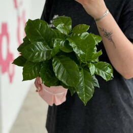 Цветочная Фантазия
