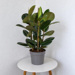 Pilea 