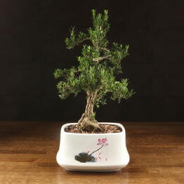 LuxuryPlants