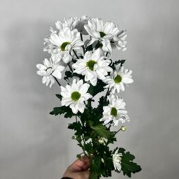 Bush chrysanthemum chamomile of the Bacardi variety