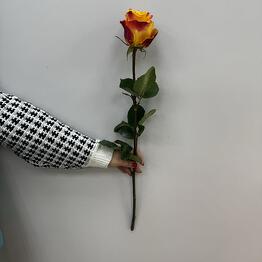 Floral Rose