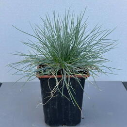 Фестука (FESTUCA GLAUCA)