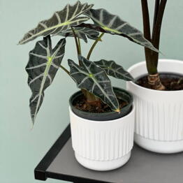 Alocasia polly🤍