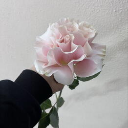 Амариллис