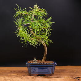 Bonsai fitosystems
