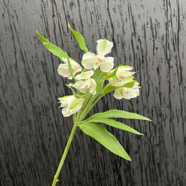 KARIPIONA MANDARIN