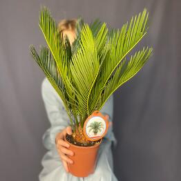 Indoor plant Cicas