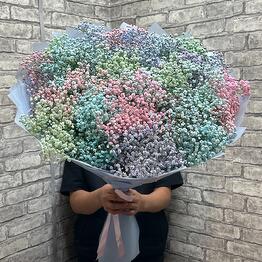 Гипсофила радужная (25шт)
