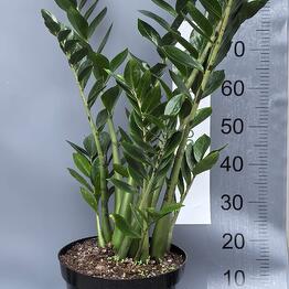 Zamioculcas Zamiifolia, diameter 28 cm, height 90-100 cm.