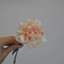 Veranda Flower