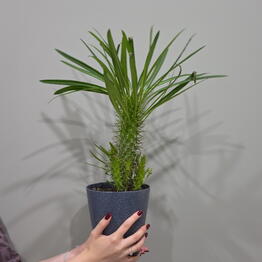 Zelyoniy sad