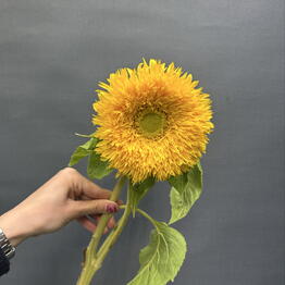 ML_flowers