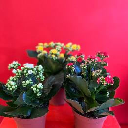 Cactus flowers