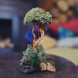 Cetraria