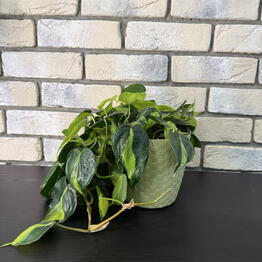 Green Lavka 37