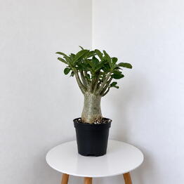 Pilea 