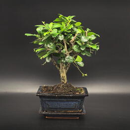 Succulenteria