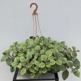 Плектрантус (PLECTRANTHUS HANGPOT)