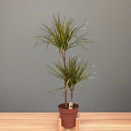 ДРАЦЕНА (DRACAENA) MA SUNRAY TOEF X 2Т