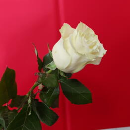 Kekelidze Flowers