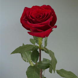 Duty Free Flowers на Науки