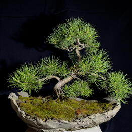 Leshnik Bonsai