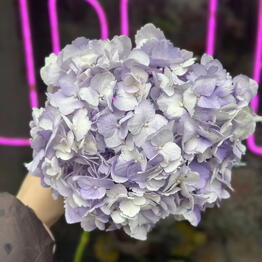 Arka flowers