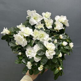 ML_flowers