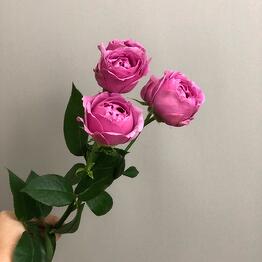 BEAUTY FLOWERS