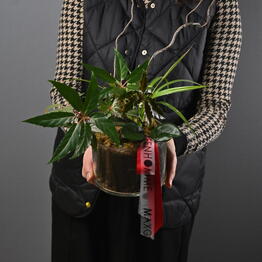 Maxgreenhome