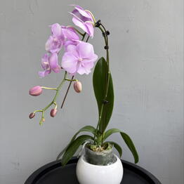  Success Flowers