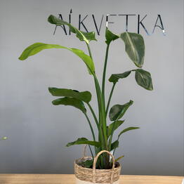Ai kvetka