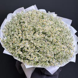 Букет из 101 ромашек 💐