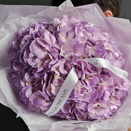 Lavanda Dreams