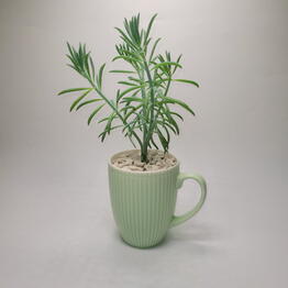 Gifts of the green friend 