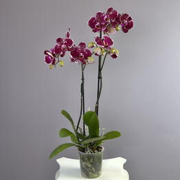 vip flower