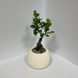 GreeneryPlant