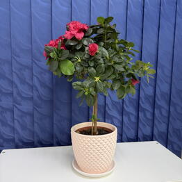 SUNFLOR