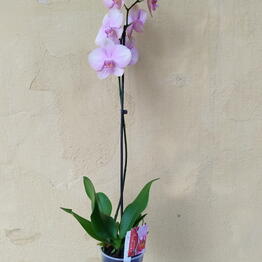 La Vanda / Rokoss
