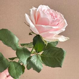 Liana Flowers