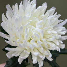BB Flowers
