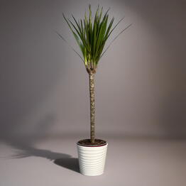 ДРАЦЕНА (DRACAENA) MA 1 STAM
