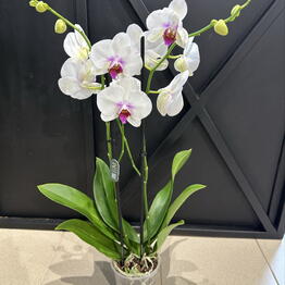 Art_flowers_msk cvety