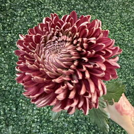 Vero flower shop
