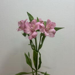 Alive Flowers