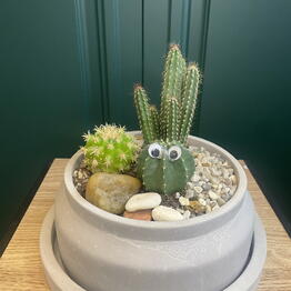 Дардари 