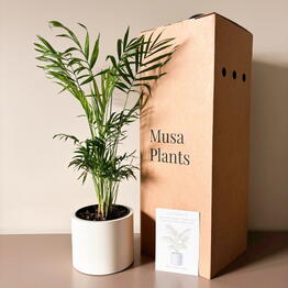 Musa Plants