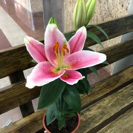 Cvety v kazhdiy dom ot Oleander_flowers